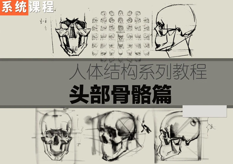 祝凯素描课程·硬性知识·头部骨骼【画质普通】百度云网盘下载